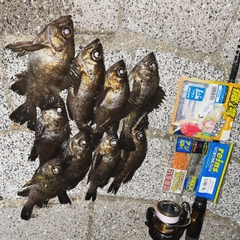 クロメバルの釣果