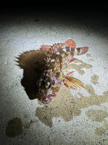 カサゴの釣果