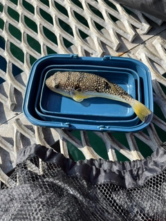 ショウサイフグの釣果