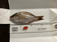 ウミタナゴの釣果