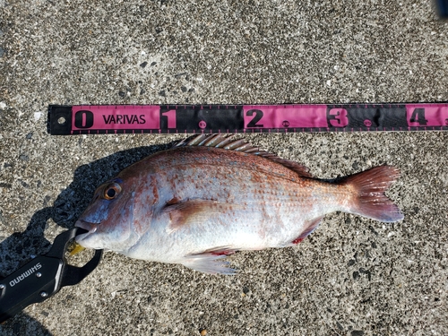 マダイの釣果