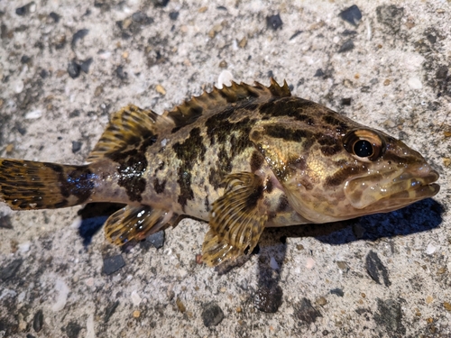 タケノコメバルの釣果