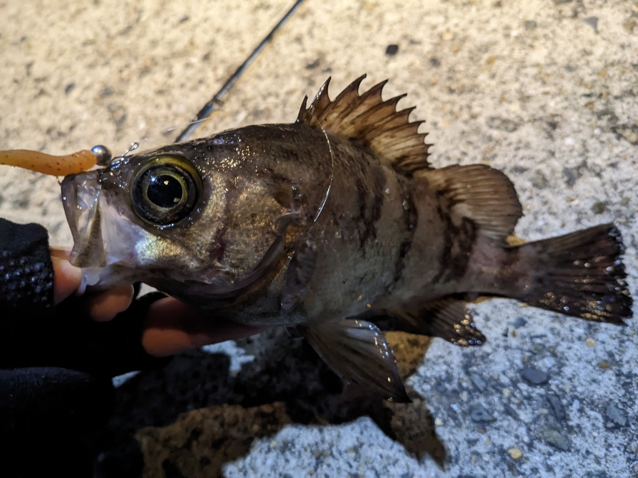 タケノコメバル