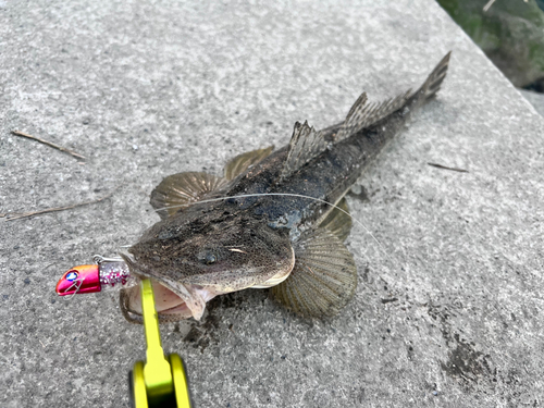 マゴチの釣果