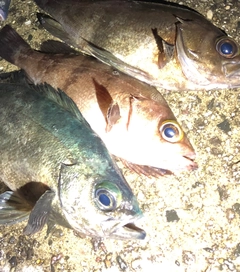 メバルの釣果