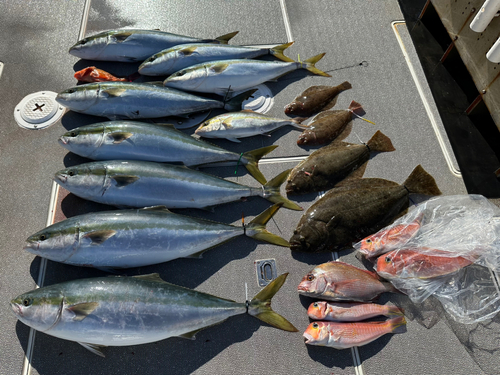 ワラサの釣果