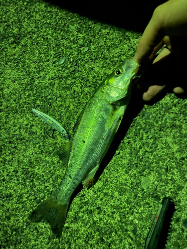 セイゴ（タイリクスズキ）の釣果