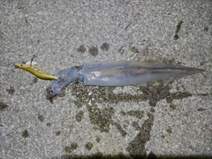 ヤリイカの釣果