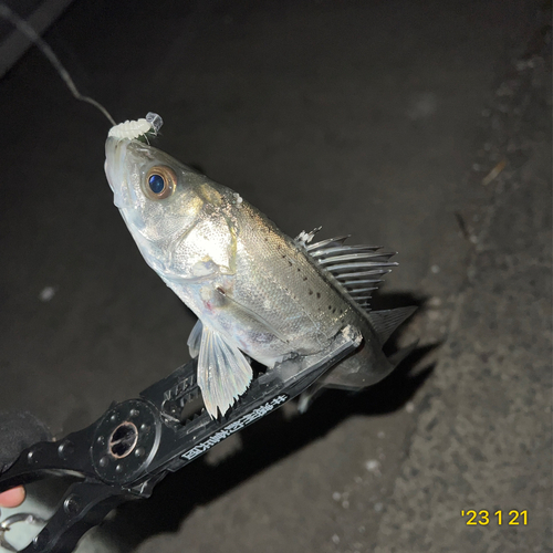 セイゴ（マルスズキ）の釣果