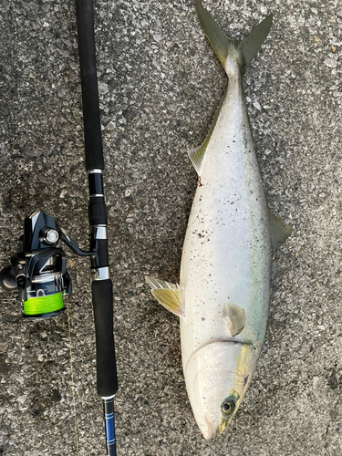 ブリの釣果