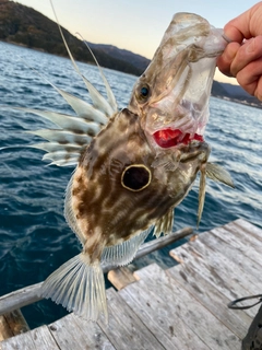 マトウダイの釣果