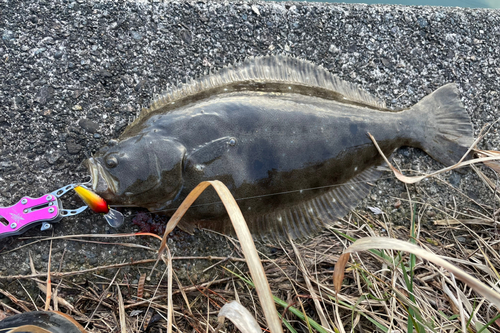 ヒラメの釣果