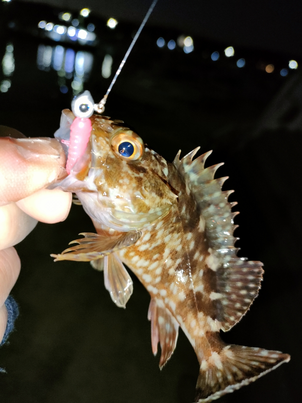 タケノコメバル