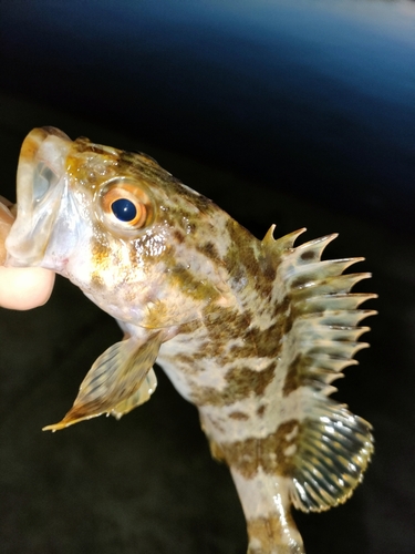 タケノコメバルの釣果