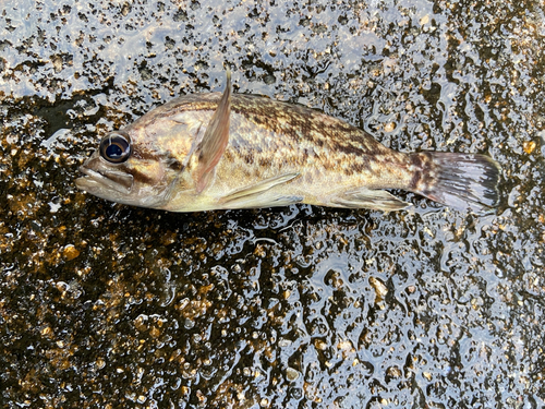 タケノコメバルの釣果