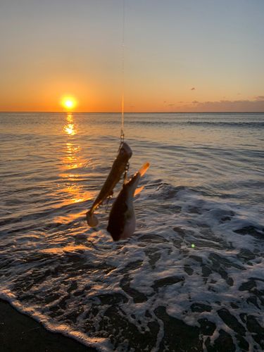 クサフグの釣果