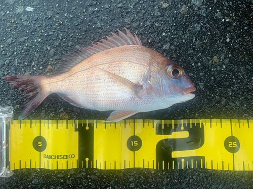 チャリコの釣果