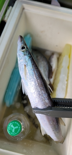 カマスの釣果