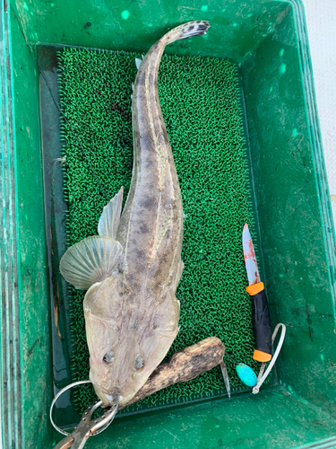 マゴチの釣果