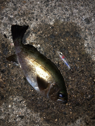 シロメバルの釣果