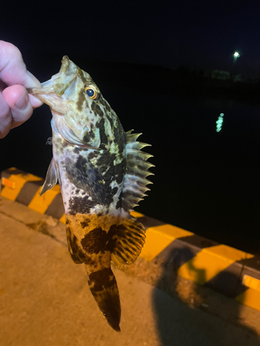 タケノコメバルの釣果