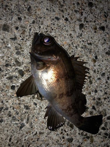 シロメバルの釣果