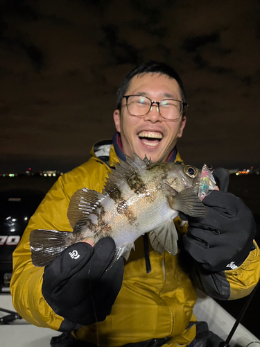 メバルの釣果