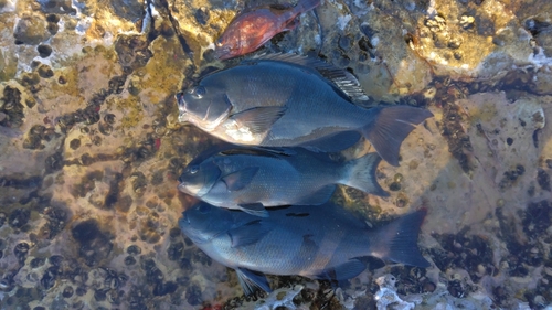 クチブトグレの釣果