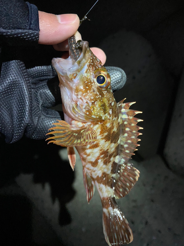 カサゴの釣果