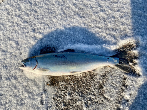 サクラマスの釣果