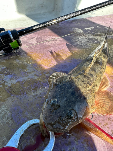 マゴチの釣果