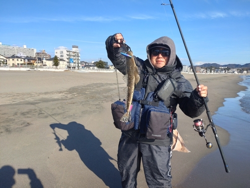 マゴチの釣果