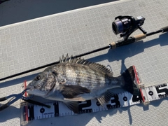 クロダイの釣果