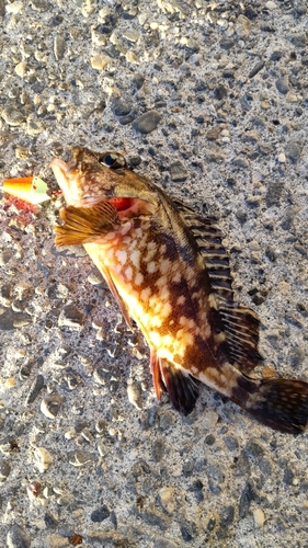 カサゴの釣果