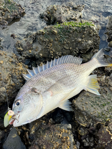 キビレの釣果