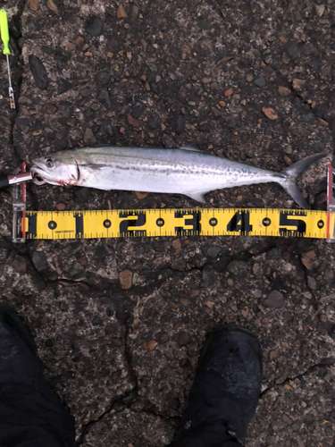 サゴシの釣果