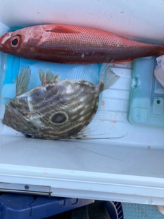 マトウダイの釣果