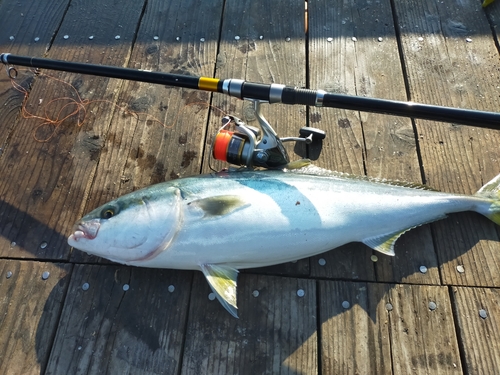 ヤズの釣果