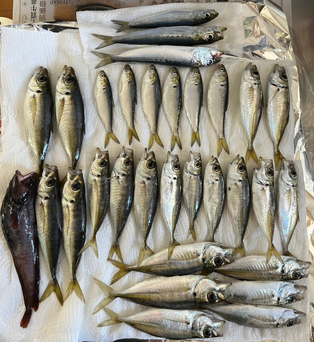 アジの釣果