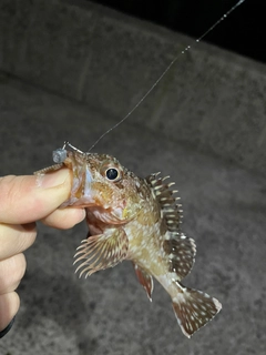 シロメバルの釣果