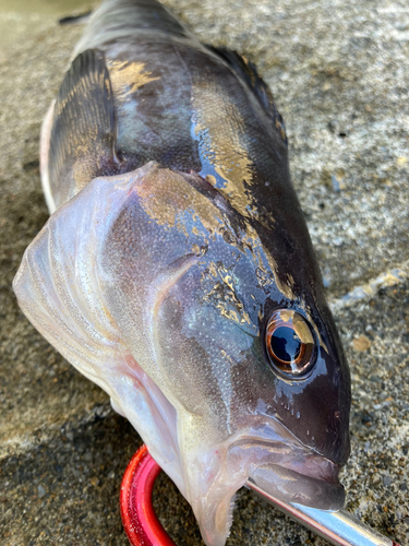 ホッケの釣果