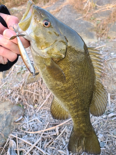 スモールマウスバスの釣果