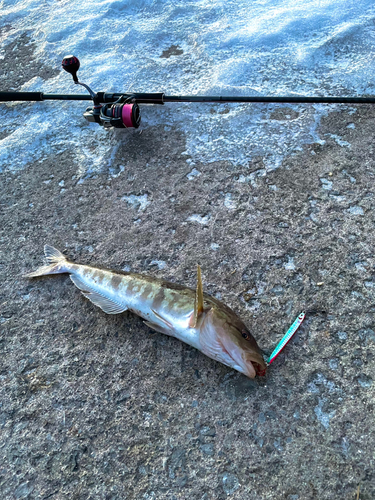 ホッケの釣果