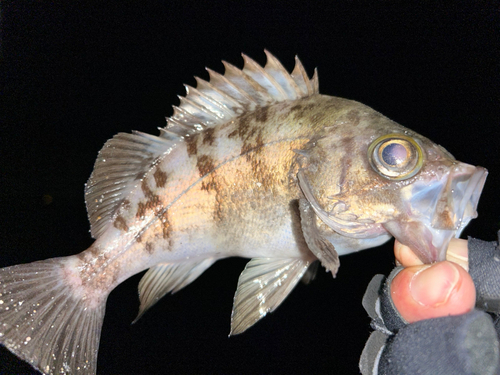 シロメバルの釣果