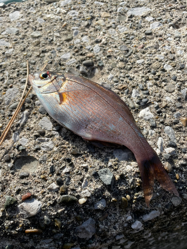 ウミタナゴの釣果