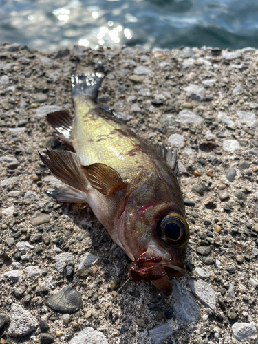 シロメバルの釣果