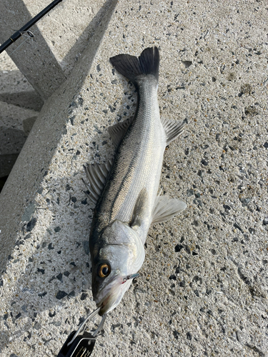 セイゴ（マルスズキ）の釣果