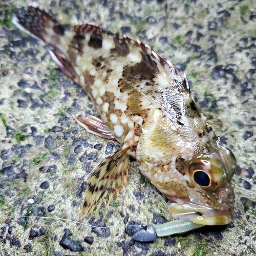 カサゴの釣果