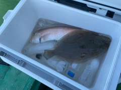 シロアマダイの釣果