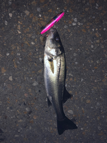 セイゴ（マルスズキ）の釣果